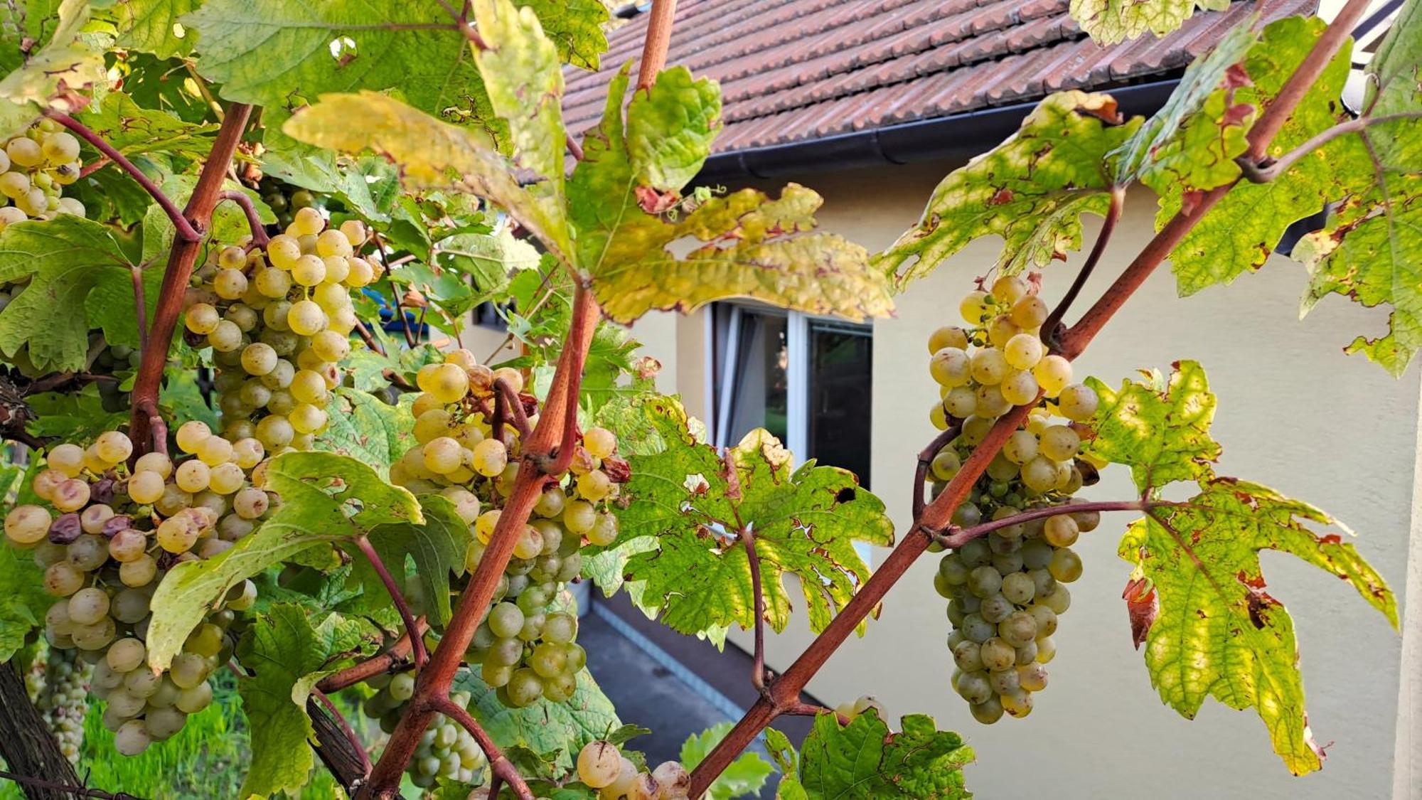 Domek Na Vinohradech Hlohovec Ngoại thất bức ảnh